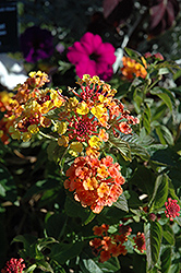 Landmark Blaze Lantana (Lantana camara 'Landmark Blaze') at The Mustard Seed