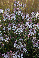Spiderflower (Cleome hassleriana) at The Mustard Seed