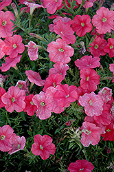 Madness Simply Petunia (Petunia 'Madness Simply') at The Mustard Seed