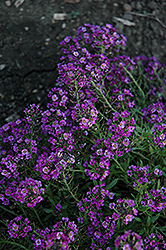 Clear Crystal Purple Shades Sweet Alyssum (Lobularia maritima 'Clear Crystal Purple Shades') at The Mustard Seed
