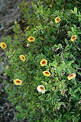 Superbells Apricot Punch Calibrachoa (Calibrachoa 'Superbells Apricot Punch') at The Mustard Seed