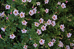 Superbells Cherry Blossom Calibrachoa (Calibrachoa 'Superbells Cherry Blossom') at The Mustard Seed