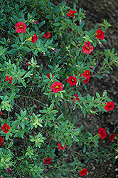 Superbells Scarlet Calibrachoa (Calibrachoa 'Superbells Scarlet') at The Mustard Seed