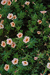 Superbells Peach Calibrachoa (Calibrachoa 'Superbells Peach') at The Mustard Seed