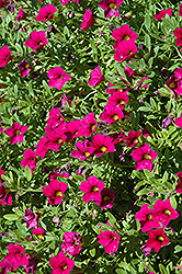 MiniFamous Compact Purple Calibrachoa (Calibrachoa 'MiniFamous Compact Purple') at The Mustard Seed