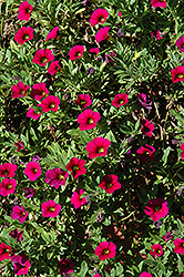 MiniFamous Compact Watermelon Calibrachoa (Calibrachoa 'MiniFamous Compact Watermelon') at The Mustard Seed
