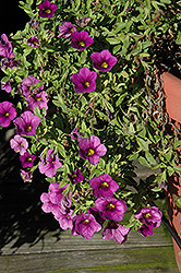 Aloha Dark Lavender Calibrachoa (Calibrachoa 'Aloha Dark Lavender') at The Mustard Seed