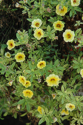 Aloha Yellow Red Eye Calibrachoa (Calibrachoa 'Aloha Yellow Red Eye') at The Mustard Seed