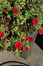 Aloha Dark Red Calibrachoa (Calibrachoa 'Aloha Dark Red') at The Mustard Seed