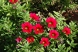 Aloha Kona Cherry Calibrachoa (Calibrachoa 'Aloha Kona Cherry') at The Mustard Seed
