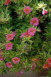 MiniFamous Compact Coral Calibrachoa (Calibrachoa 'MiniFamous Compact Coral') at The Mustard Seed