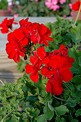 Calliope Scarlet Fire Geranium (Pelargonium 'Calliope Scarlet Fire') at The Mustard Seed