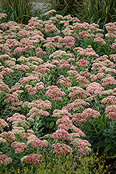 Autumn Joy Stonecrop (Sedum 'Autumn Joy') at The Mustard Seed