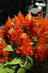 Orange Plumed Celosia (Celosia plumosa 'Orange') at The Mustard Seed