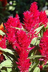 Purple Plumed Celosia (Celosia plumosa 'Purple') at The Mustard Seed