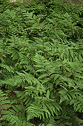Lady Fern (Athyrium filix-femina) at The Mustard Seed