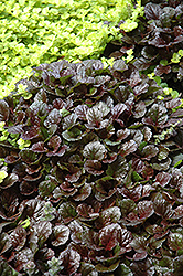 Black Scallop Bugleweed (Ajuga reptans 'Black Scallop') at The Mustard Seed