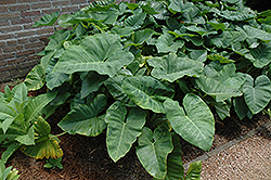 Elephant's Ear (Caladium colocasia) at The Mustard Seed