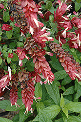 Shrimp Plant (Justicia brandegeeana) at The Mustard Seed