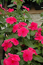Mediterranean Deep Rose Vinca (Catharanthus roseus 'Mediterranean Deep Rose') at The Mustard Seed
