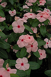 Mediterranean Peach Colada Vinca (Catharanthus roseus 'Mediterranean Peach Colada') at The Mustard Seed
