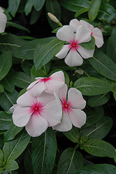 Mediterranean Strawberry Vinca (Catharanthus roseus 'Mediterranean Strawberry') at The Mustard Seed