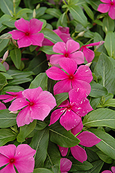 Mediterranean Lilac Vinca (Catharanthus roseus 'Mediterranean Lilac') at The Mustard Seed
