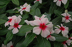 Mediterranean Apricot Broadeye Vinca (Catharanthus roseus 'Mediterranean Apricot Broadeye') at The Mustard Seed