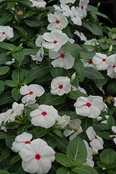 Mediterranean Polka Dot Vinca (Catharanthus roseus 'Mediterranean Polka Dot') at The Mustard Seed
