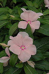 Mediterranean XP Apricot Vinca (Catharanthus roseus 'Mediterranean XP Apricot') at The Mustard Seed