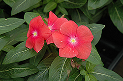 Mediterranean XP Red Vinca (Catharanthus roseus 'PAS553550') at The Mustard Seed