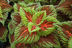 Kong Salmon Pink Coleus (Solenostemon scutellarioides 'Kong Salmon Pink') at The Mustard Seed