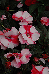 Sonic Sweet Cherry New Guinea Impatiens (Impatiens 'Sonic Sweet Cherry') at The Mustard Seed