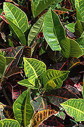 Variegated Croton (Codiaeum variegatum) at The Mustard Seed