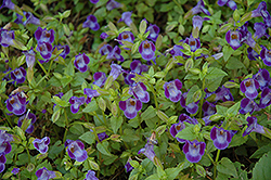 Wishbone Flower (Torenia fournieri) at The Mustard Seed