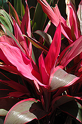 Hilo Rainbow Cordyline (Cordyline 'Hilo Rainbow') at The Mustard Seed