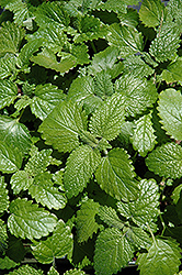 Lemon Balm (Melissa officinalis) at The Mustard Seed