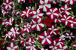 Easy Wave Burgundy Star Petunia (Petunia 'Easy Wave Burgundy Star') at The Mustard Seed