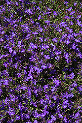 Techno Dark Blue Lobelia (Lobelia erinus 'Techno Dark Blue') at The Mustard Seed