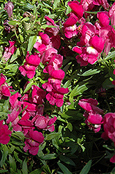 Trailing Snapshot Purple Snapdragon (Antirrhinum majus 'Trailing Snapshot Purple') at The Mustard Seed