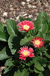 Garvinea Cindy Gerbera Daisy (Gerbera 'Garvinea Cindy') at The Mustard Seed