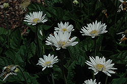 Garvinea Sylvana Gerbera Daisy (Gerbera 'Garvinea Sylvana') at The Mustard Seed