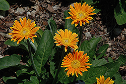 Garvinea Sunny Gerbera Daisy (Gerbera 'Garvinea Sunny') at The Mustard Seed