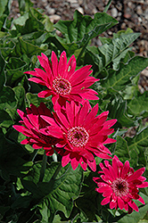 Garvinea Sweet Dreams Gerbera Daisy (Gerbera 'Garvinea Sweet Dreams') at The Mustard Seed