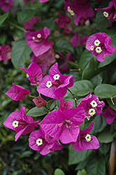 Purple Queen Bougainvillea (Bougainvillea 'Moneth') at The Mustard Seed