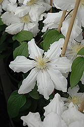 Toki Clematis (Clematis 'Toki') at The Mustard Seed