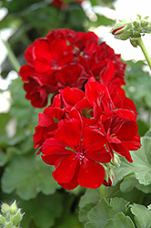 Calliope Burgundy Geranium (Pelargonium 'Calliope Burgundy') at The Mustard Seed