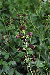 Decadence Dutch Chocolate False Indigo (Baptisia 'Dutch Chocolate') at The Mustard Seed