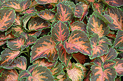 Wizard Coral Sunrise Coleus (Solenostemon scutellarioides 'Wizard Coral Sunrise') at The Mustard Seed