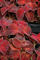 Wizard Velvet Red Coleus (Solenostemon scutellarioides 'Wizard Velvet Red') at The Mustard Seed